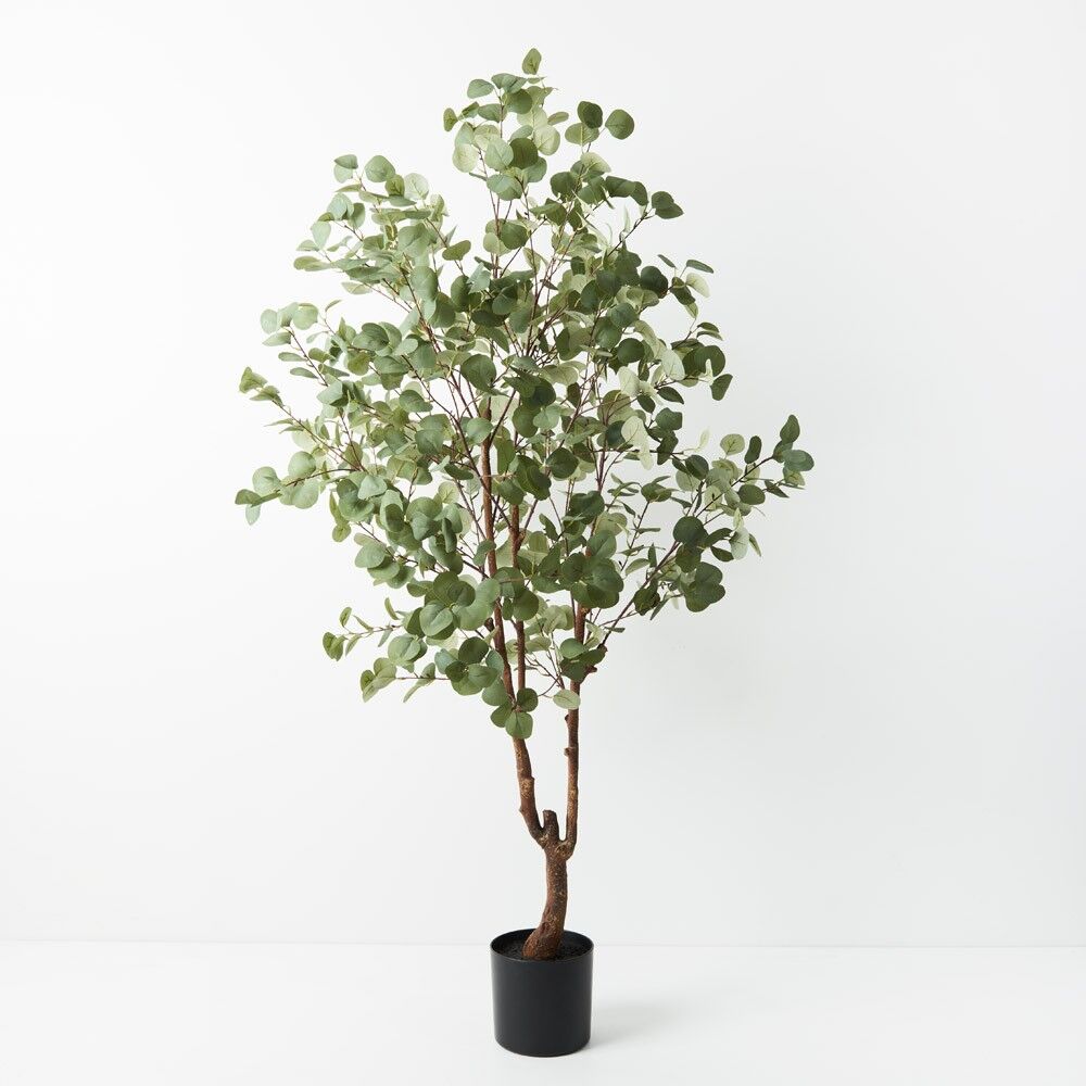 Silver Dollar Eucalyptus Tree 220cmH