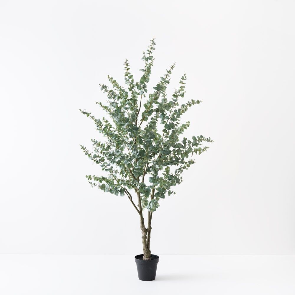 Silver Dollar Eucalyptus Tree 180cmH