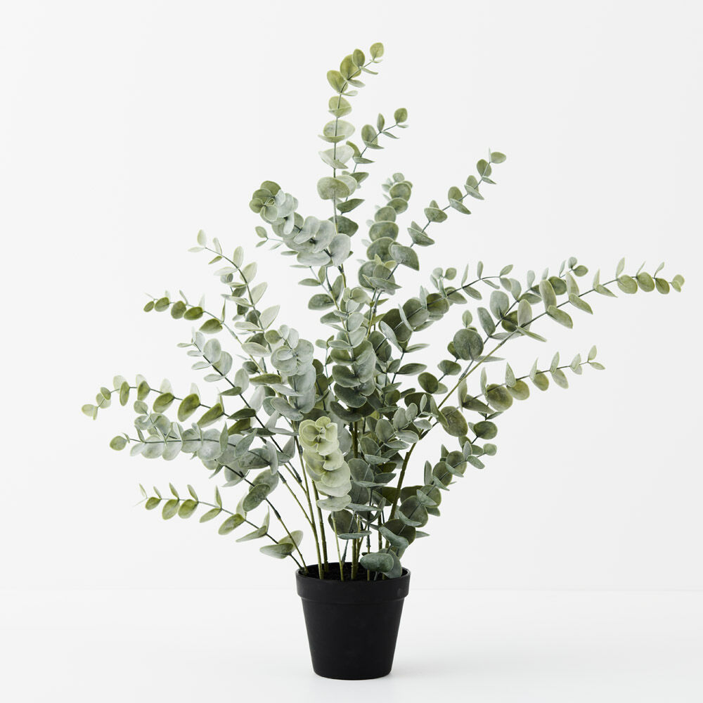 Silver Dollar Eucalyptus Bush 68cmH