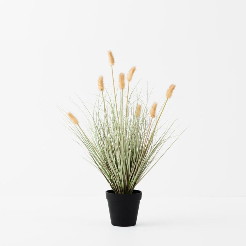 Bunny Tail Grass Plant 56cmH