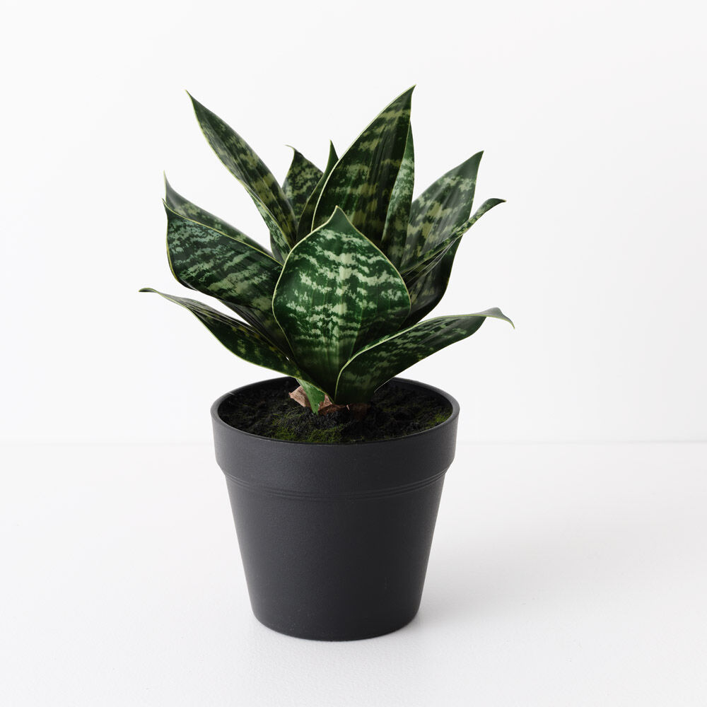 Sansevieria Plant 25cmH