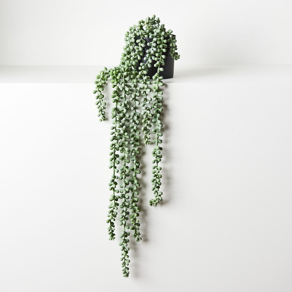 String of Pearls Cascading Plant 70cmL