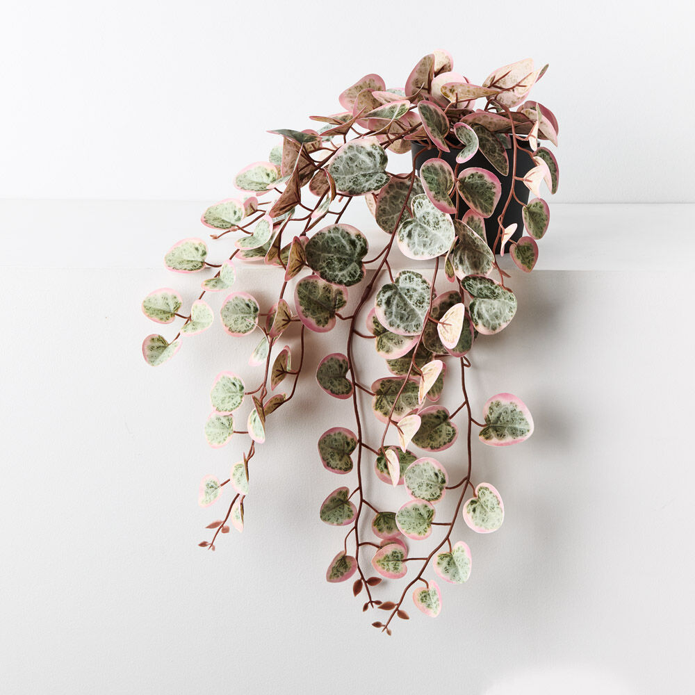 String of Hearts Cascading Plant 48cmL