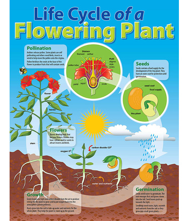 Life Cycle Poster - Plant