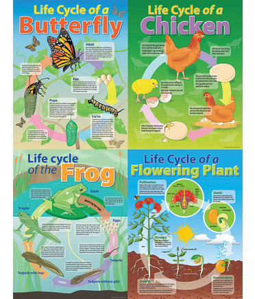 Life Cycle Poster - Set of 4